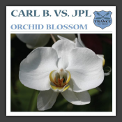 Orchid Blossom